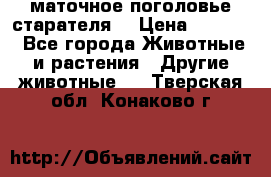 маточное поголовье старателя  › Цена ­ 2 300 - Все города Животные и растения » Другие животные   . Тверская обл.,Конаково г.